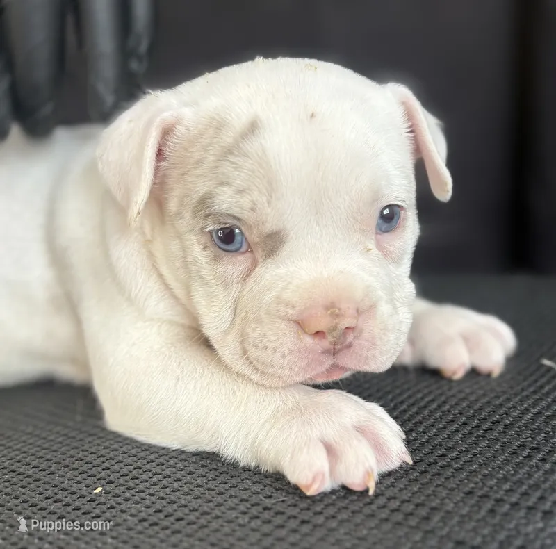 Puppy 2 – American Bully puppy for sale in Bradenton, FL