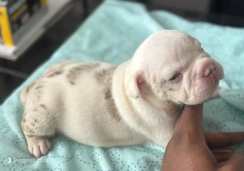 Puppy 7 – American Bully puppy for sale in Bradenton, FL