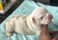 Puppy 7, a male American Bully for sale in Bradenton, FL – 1 of 3