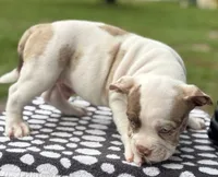 Puppy 5, a male American Bully for sale in Bradenton, FL – 2 of 4