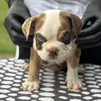 Puppy 1, a male American Bully for sale in Bradenton, FL – 1 of 4