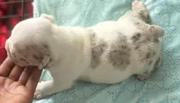 Puppy 7, a male American Bully for sale in Bradenton, FL – 3 of 3