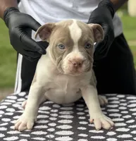Puppy 3, a female American Bully for sale in Bradenton, FL – 2 of 5