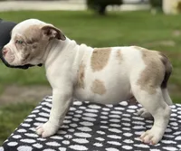 Puppy 5, a male American Bully for sale in Bradenton, FL – 3 of 4