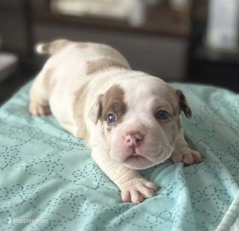 Puppy 5 – American Bully puppy for sale in Bradenton, FL