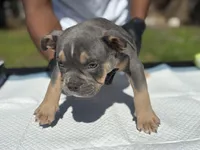 K2, a male American Bully for sale in Bradenton, FL – 1 of 1