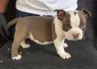 Puppy 4, a female American Bully for sale in Bradenton, FL – 2 of 5