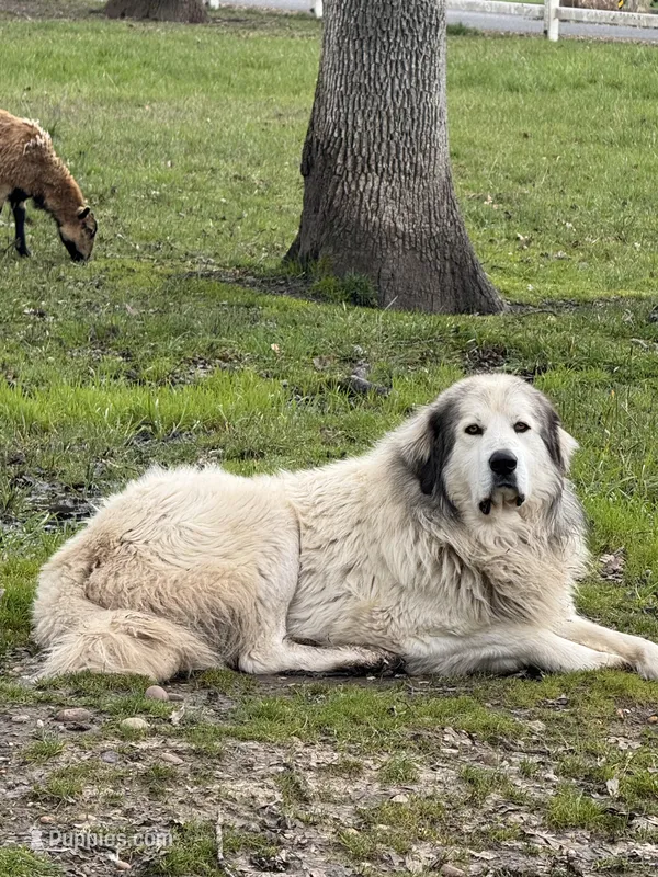 Iancu , a male Great Pyrenees for sale in Eagle Creek, OR – Photo 1 of 2