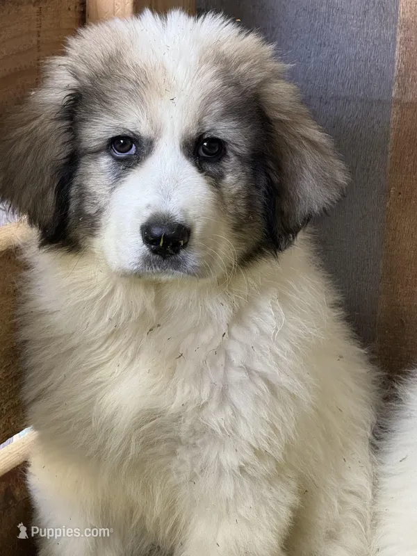 Bruno, a male Great Pyrenees for sale in Eagle Creek, OR – Photo 1 of 1