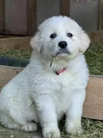 Puppie, a male Great Pyrenees for sale in Eagle Creek, OR – Photo 1 of 2