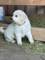 Puppie, a male Great Pyrenees for sale in Eagle Creek, OR – Photo 2 of 2