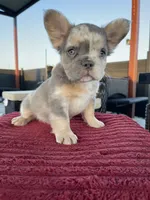 Freckles , a male French Bulldog for sale in Cranfills Gap, TX – 2 of 6