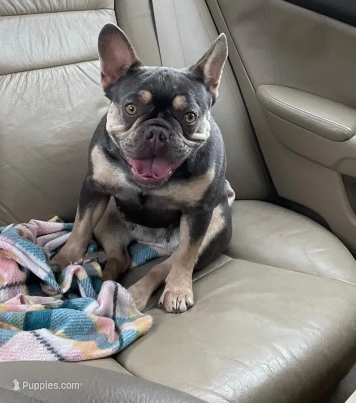 Tea – French Bulldog puppy on hold in Cranfills Gap, TX