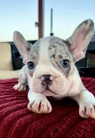 Wolverine, a male French Bulldog for sale in Cranfills Gap, TX – 1 of 1
