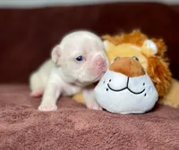 Tapatio, a female French Bulldog for sale in Cranfills Gap, TX – Photo 3 of 6