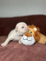 Tapatio, a female French Bulldog for sale in Cranfills Gap, TX – Photo 2 of 6