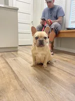 Tapatio, a female French Bulldog for sale in Cranfills Gap, TX – Photo 6 of 6