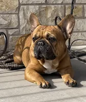 Tapatio, a female French Bulldog for sale in Cranfills Gap, TX – Photo 5 of 6