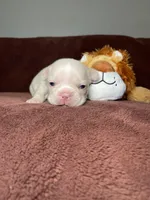 Tapatio, a female French Bulldog for sale in Cranfills Gap, TX – Photo 1 of 6