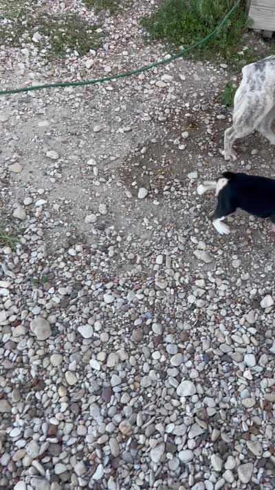 Reta, a female French Bulldog for sale in Cranfills Gap, TX – 2 of 2