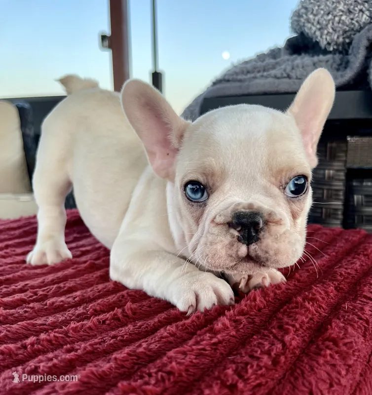 Tirz – French Bulldog puppy for sale in Cranfills Gap, TX