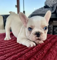 Tirz, a male French Bulldog for sale in Cranfills Gap, TX – 1 of 1