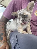 Dot, a female French Bulldog for sale in Cranfills Gap, TX – 3 of 4