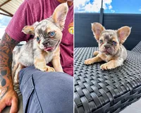 Dot, a female French Bulldog for sale in Cranfills Gap, TX – 1 of 4
