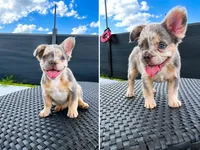 Freckles , a male French Bulldog for sale in Cranfills Gap, TX – 6 of 6