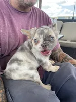 Dot, a female French Bulldog for sale in Cranfills Gap, TX – 4 of 4