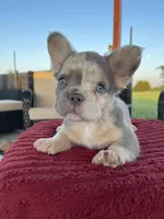 Freckles , a male French Bulldog for sale in Cranfills Gap, TX – 3 of 6
