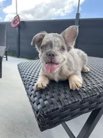 Freckles , a male French Bulldog for sale in Cranfills Gap, TX – 4 of 6