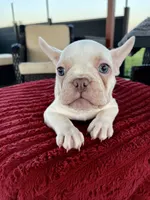 Reta, a female French Bulldog for sale in Cranfills Gap, TX – 1 of 2