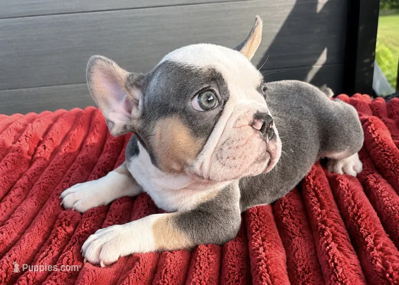 Klow – French Bulldog puppy for sale in Cranfills Gap, TX