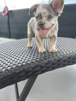 Freckles , a male French Bulldog for sale in Cranfills Gap, TX – 5 of 6