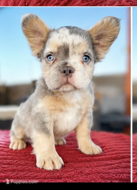 Freckles  – French Bulldog puppy for sale in Cranfills Gap, TX