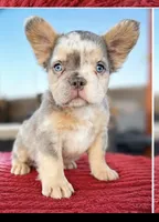 Freckles , a male French Bulldog for sale in Cranfills Gap, TX – 1 of 6