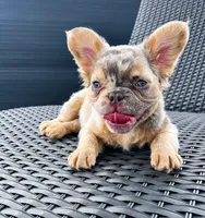 Dot, a female French Bulldog for sale in Cranfills Gap, TX – 2 of 4