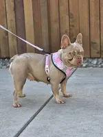 Elsa - Isabella Tan, a female French Bulldog for sale in Bellingham, WA – 3 of 3