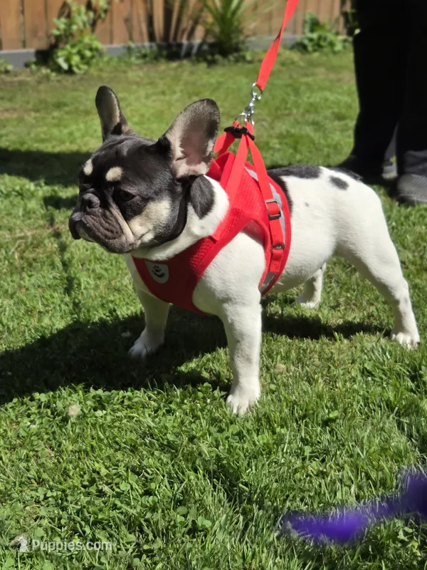 Rose - PIED  – French Bulldog puppy for sale in Bellingham, WA