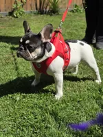 Rose - PIED , a female French Bulldog for sale in Bellingham, WA – 1 of 4