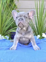 Henry - LILAC TAN, a male French Bulldog for sale in Bellingham, WA – 1 of 4