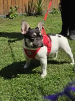 Rose - PIED , a female French Bulldog for sale in Bellingham, WA – 3 of 4