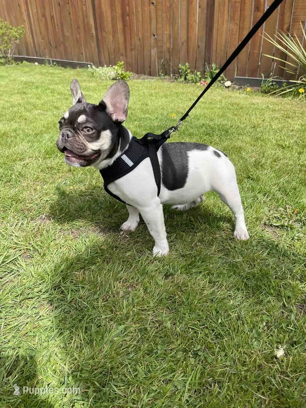 Rose - PIED  – French Bulldog puppy for sale in Bellingham, WA