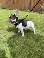 Rose - PIED , a female French Bulldog for sale in Bellingham, WA – 1 of 3