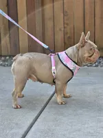 Elsa - Isabella Tan, a female French Bulldog for sale in Bellingham, WA – 2 of 3