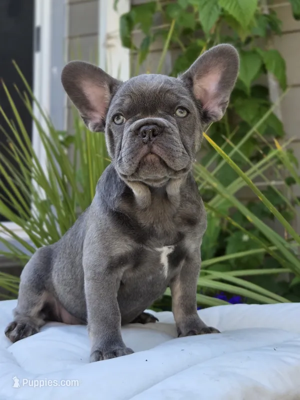 Rex- BLUE TAN – French Bulldog puppy for sale in Bellingham, WA