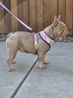 Elsa - Isabella FRENCHIE, a female French Bulldog for sale in Bellingham, WA – Photo 2 of 4