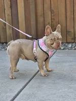 Elsa - Isabella FRENCHIE, a female French Bulldog for sale in Bellingham, WA – Photo 4 of 4