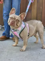 Elsa - Isabella FRENCHIE, a female French Bulldog for sale in Bellingham, WA – Photo 1 of 4